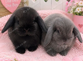 Mini lop rabbits