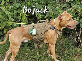 Rescue dogs searching for their furever homes