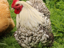 Silver Laced Orpington Rooster, 1 year old.