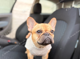 BRING BONNIE HOME