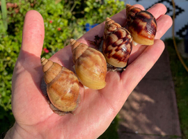 Giant African Snails for sale!