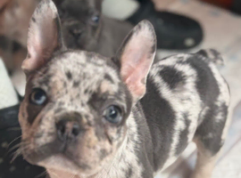 Stunning litter of true to type Frenchbulldogs last blue boy left ready to go this weekend
