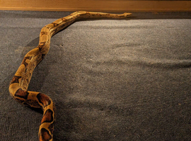 Two boas