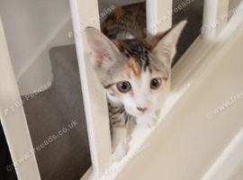 Beautiful 8 week old female kitten