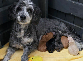Mini x Toy Poodles