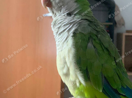 7 Year Old Female Quaker