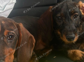 2 teckles 1 girl 1 boy for sale
