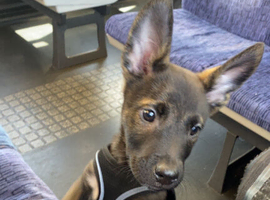 Belgian Malinois puppy