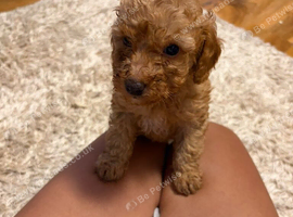 Toy poodle pup