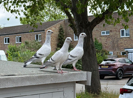 Healthy pigeons &pound;80