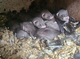 Lovely litter of Ferrets for sale