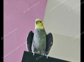 Cockatiel male
