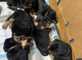 Rottweiler puppies