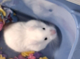 HAMSTER