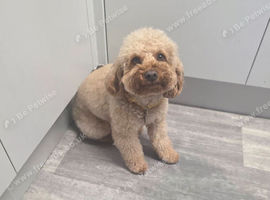 Female cavapoo