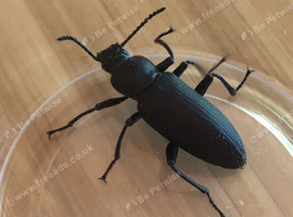 Zophobas atratus (morio worm darkling beetles)