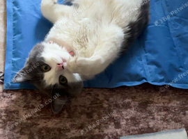 Emergency rehoming
