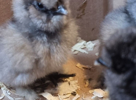 Silkie chicks. Unsexed.