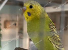 Baby budgie