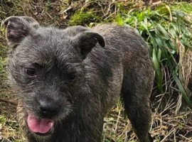 Dog for rehoming