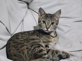 15month old full bengal