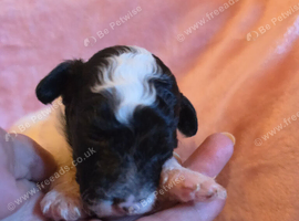 Gorgeous Toy Poodle Pups