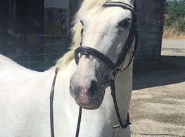 Grey Appaloosa British riding pony