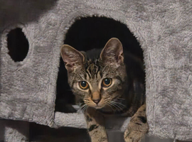 1 year old cat