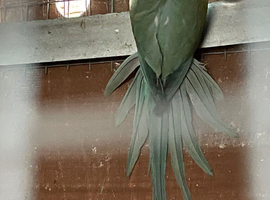 Pair of ring necks
