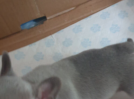 6 frenchies