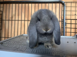 ALL RESERVED. Pure bred French lop litter