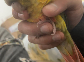 Hand-reared 10 week old baby pineapple conure