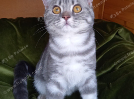 British shorthair kittens