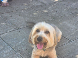 Yorkshire terrier x