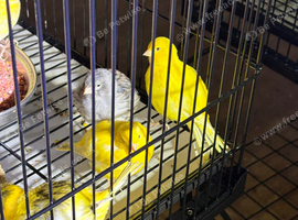 Fancy canary