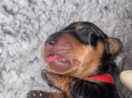 Beautiful mini Dachshund girls