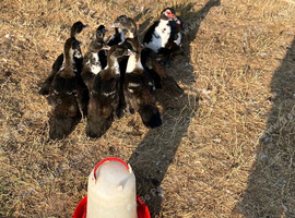 8 Muscovy ducklings