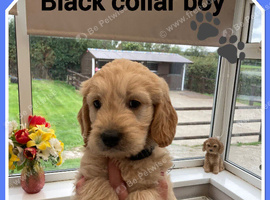 STUNNING F1 MINIATURE GOLDENDOODLES