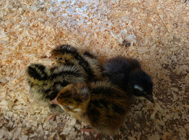 Mixed quail - day old
