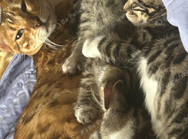 Part bengal