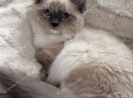 6 month old Blue point Ragdoll kitten