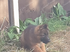 10 weeks old German shepherds