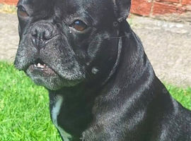 Seeking new French Bulldog companion for my little girl Frankie the Frenchie and a new family member to my household