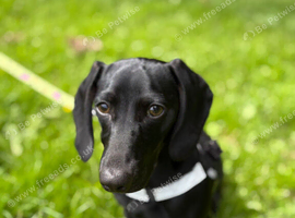 Miniature dachshund 6 months old