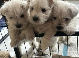 Eight weeks old Westie Puppies