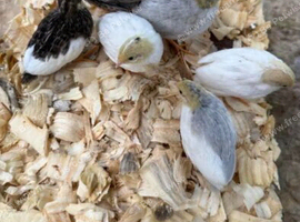 chinese painted quails