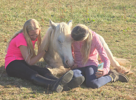 Filly for sale!