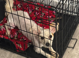 Maltese