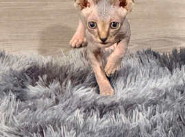 Mixed Sphynx kittens - Ready now!