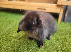 Beautiful Mini Lion Lop - ONE LEFT